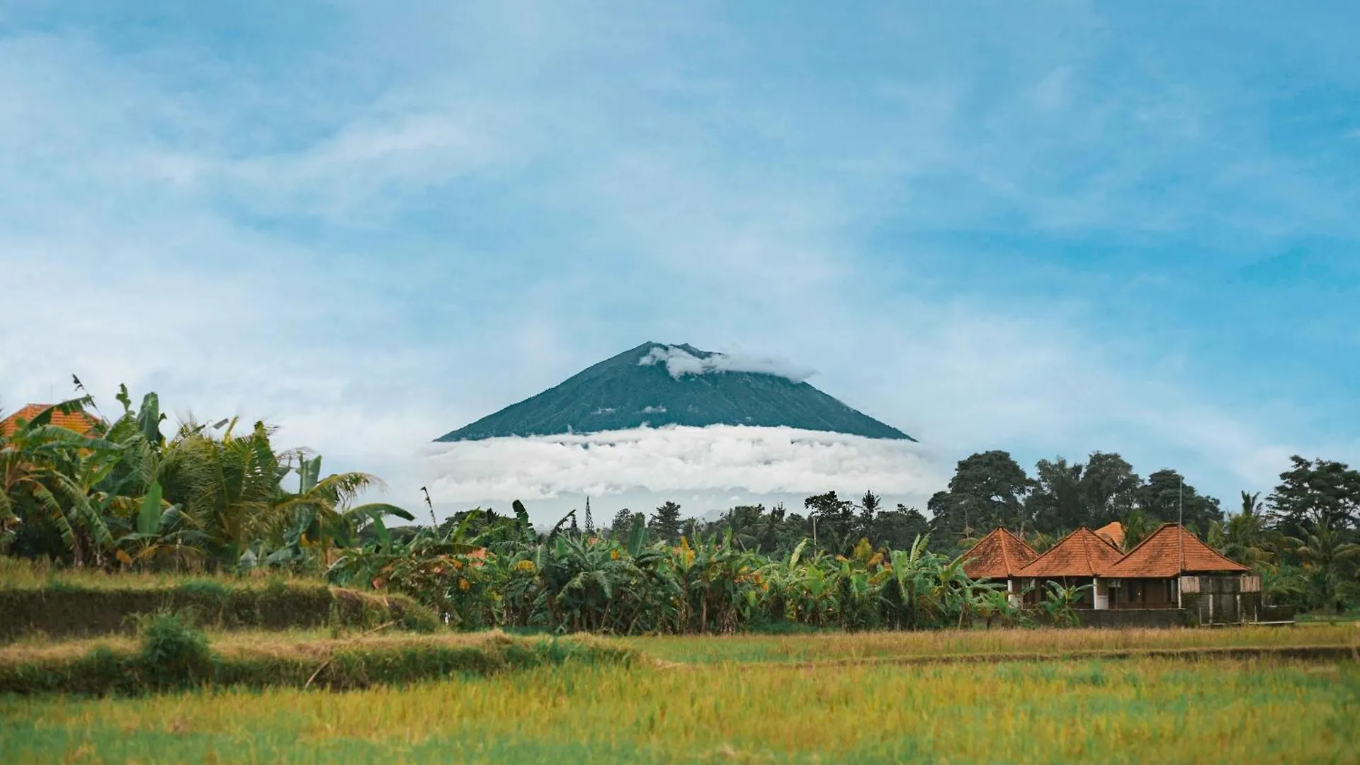 Villa Panak In Rice Fields 우붓